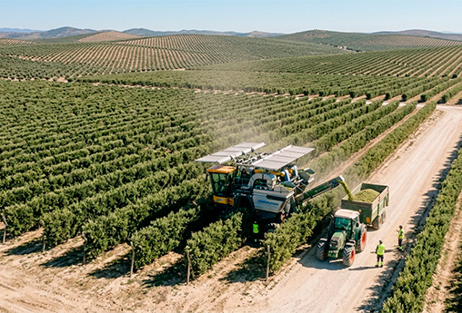 Finca de Olivar Superintensivo